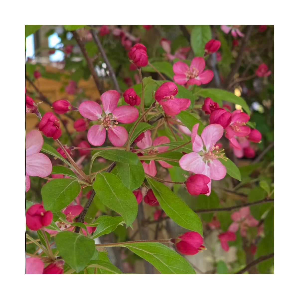 Pommier d'ornement Coccinella® 'Courtarou', Malus