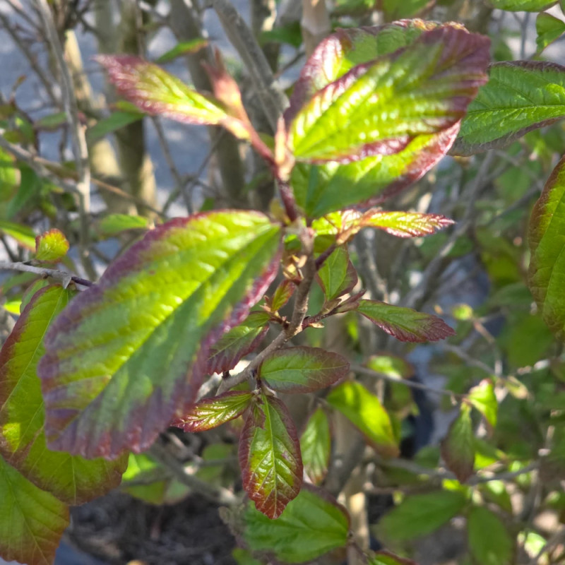 Parrotie de Perse Persian Spire, Parrotia