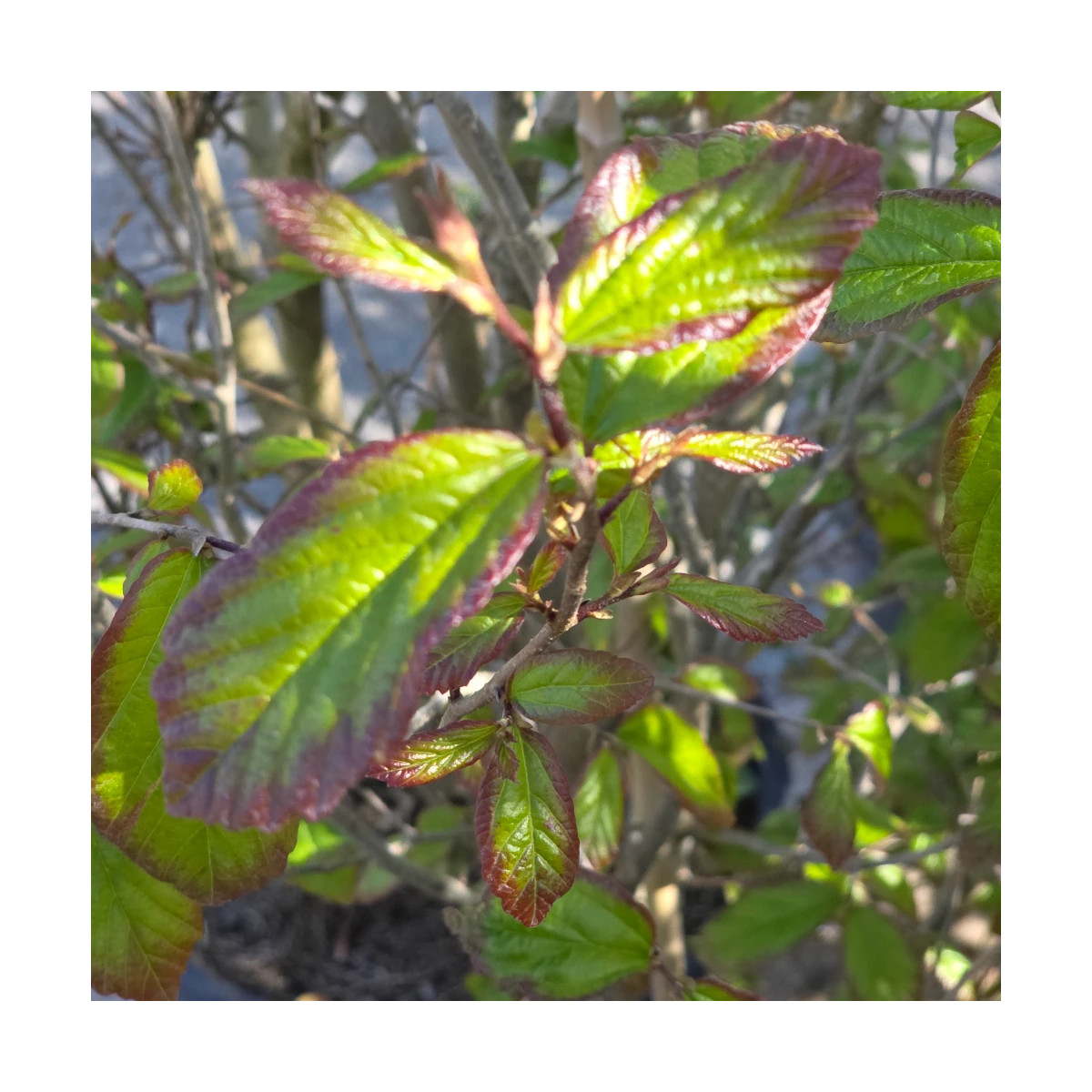 Parrotie de Perse Persian Spire, Parrotia Parrotie de Perse Persian Spire, Parrotia