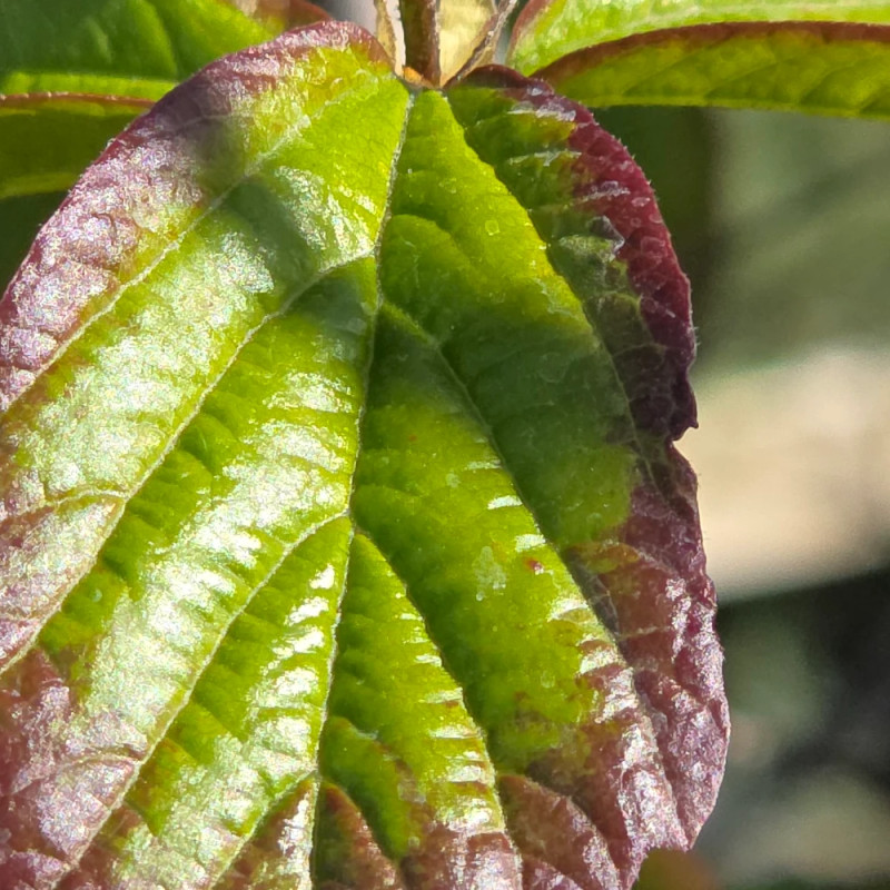 Parrotie de Perse Persian Spire, Parrotia