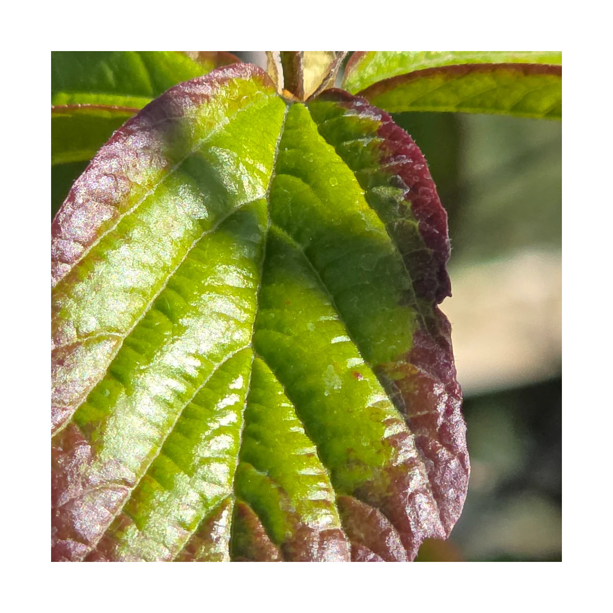 Parrotie de Perse Persian Spire, Parrotia Parrotie de Perse Persian Spire, Parrotia