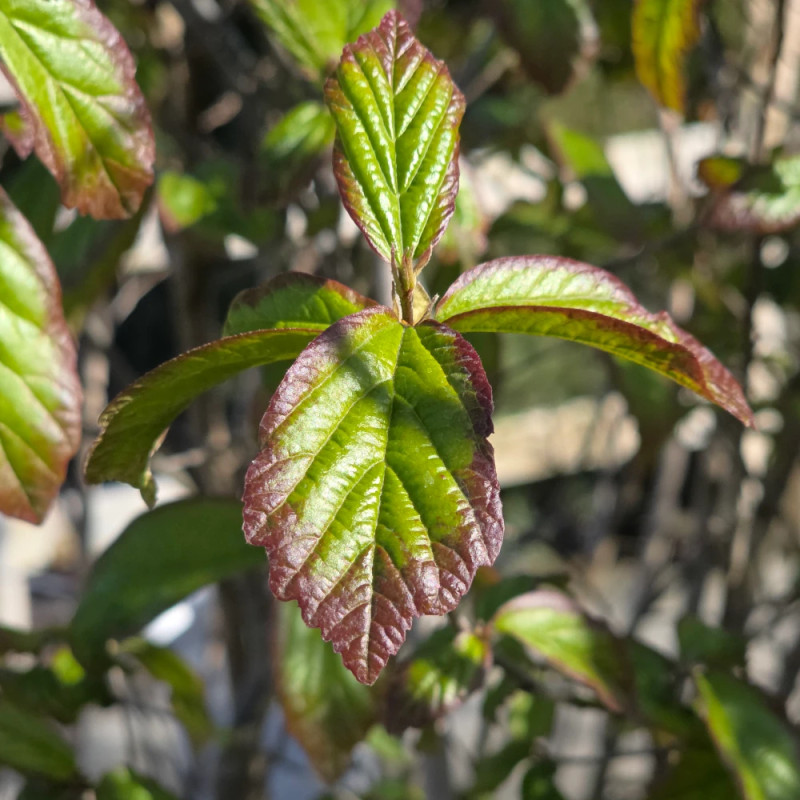 Parrotie de Perse Persian Spire, Parrotia