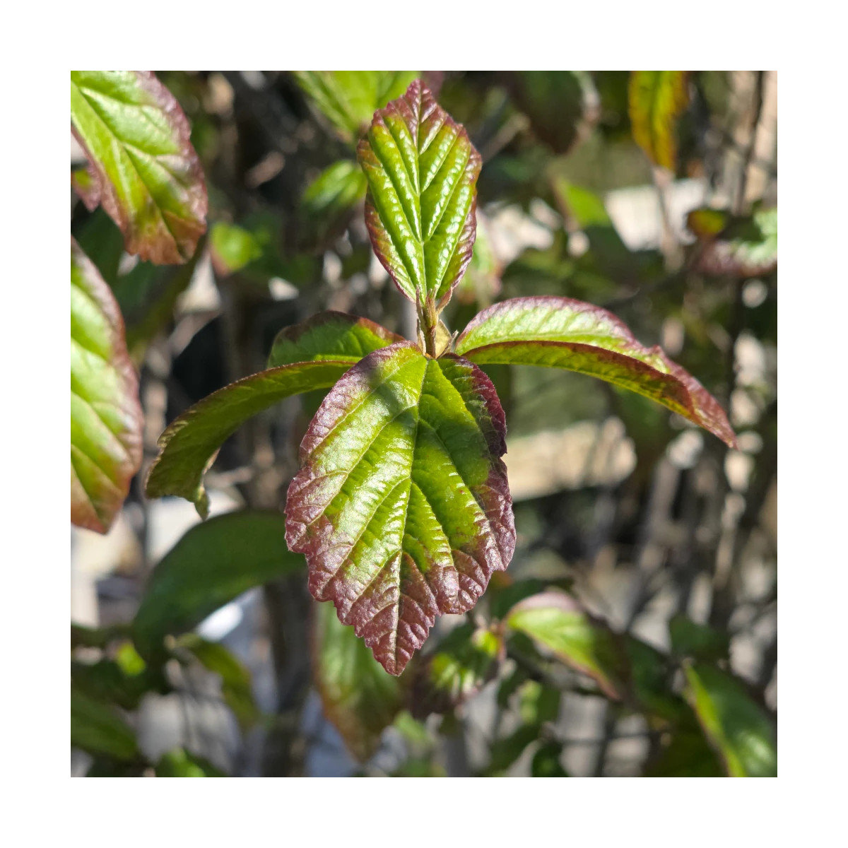 Parrotie de Perse Persian Spire, Parrotia Parrotie de Perse Persian Spire, Parrotia