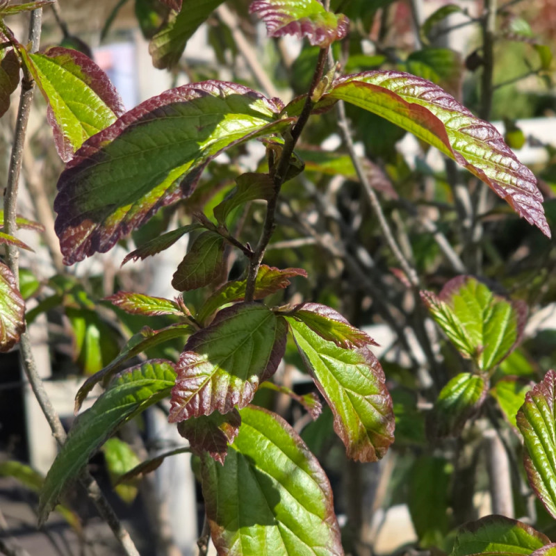 Parrotie de Perse Persian Spire, Parrotia