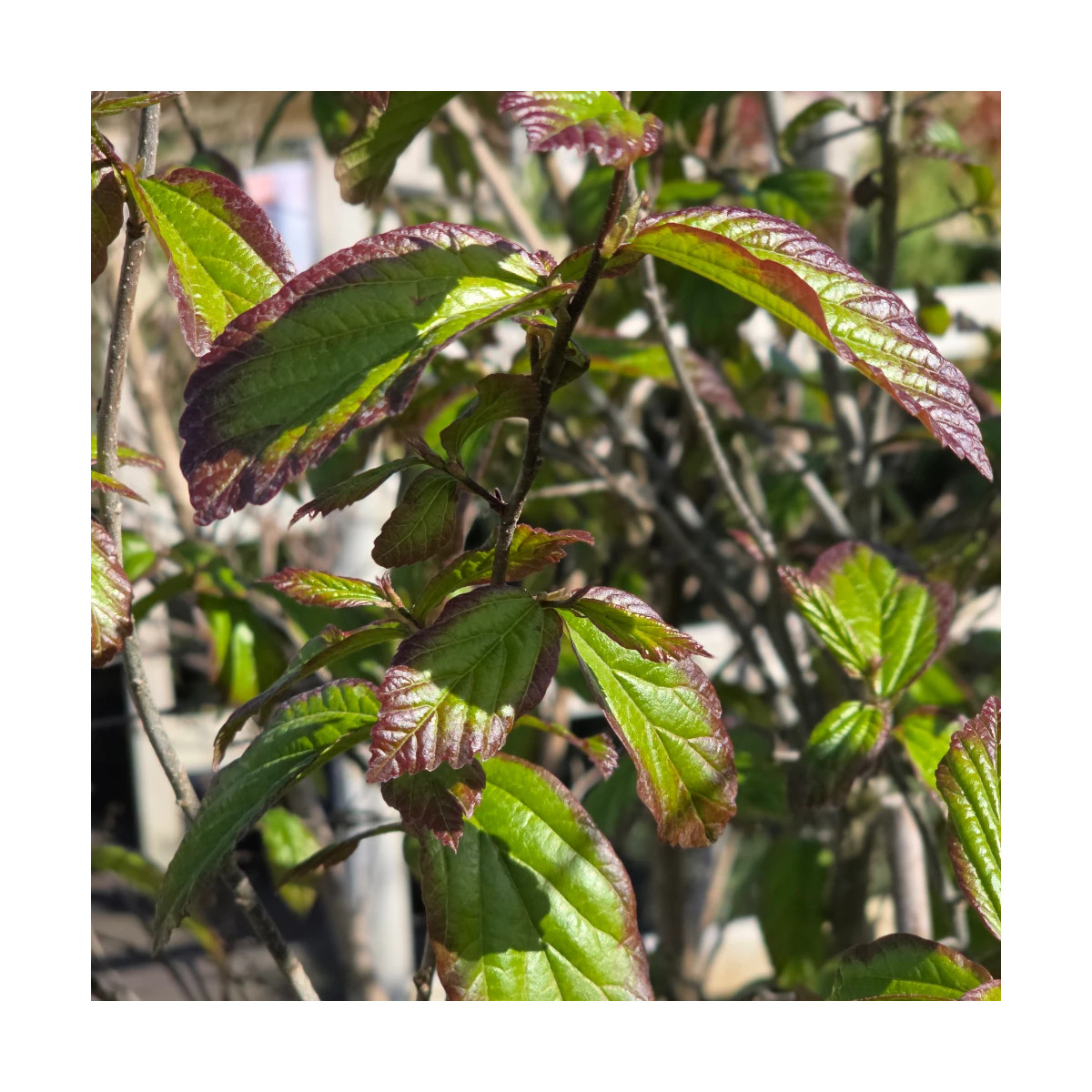 Parrotie de Perse Persian Spire, Parrotia Parrotie de Perse Persian Spire, Parrotia