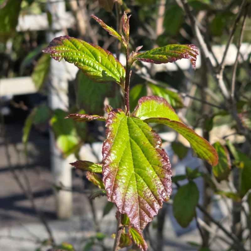Parrotie de Perse Persian Spire, Parrotia
