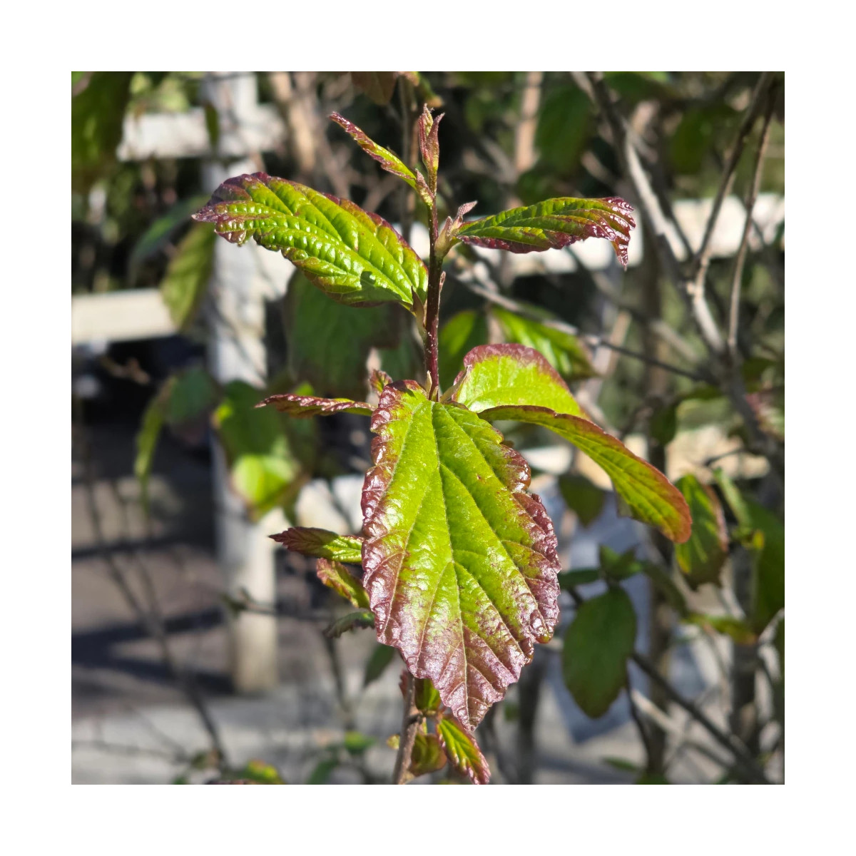 Parrotie de Perse Persian Spire, Parrotia Parrotie de Perse Persian Spire, Parrotia