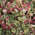 Chèvrefeuille Harlequin® 'Sherlite'