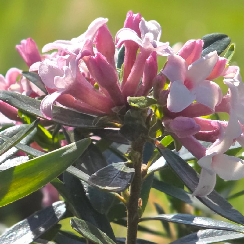 Daphne Pink Eternal Fragrance® 'Blapink' - SILENCE, ça pousse !, Daphné parfumé
