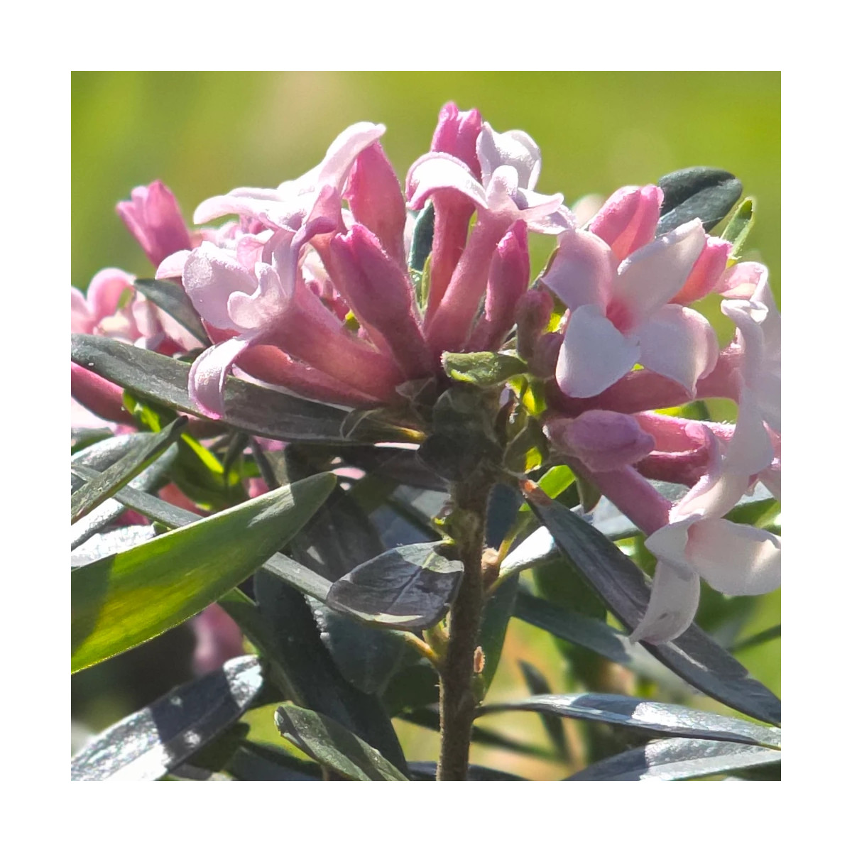 Daphne Pink Eternal Fragrance® 'Blapink' - SILENCE, ça pousse !, Daphné parfumé