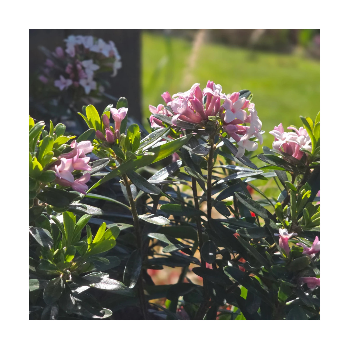 Daphne Pink Eternal Fragrance® 'Blapink' - SILENCE, ça pousse !, Daphné parfumé