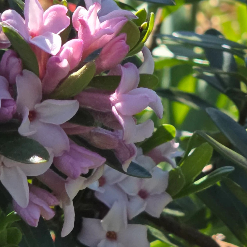 Daphne Pink Eternal Fragrance® 'Blapink' - SILENCE, ça pousse !, Daphné parfumé