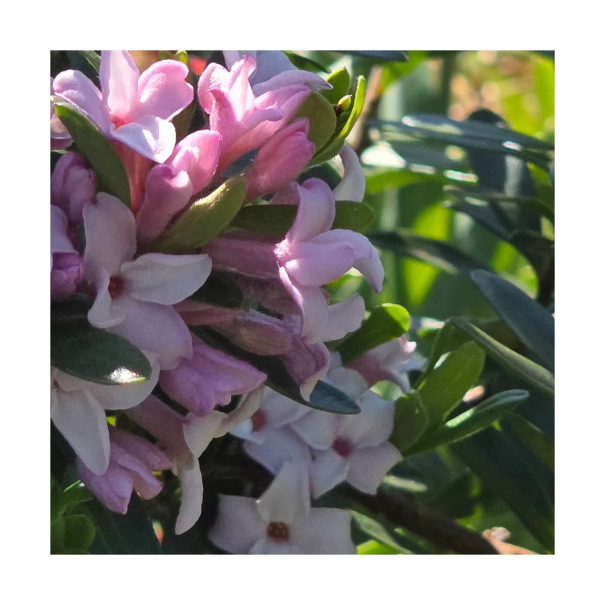 Daphne Pink Eternal Fragrance® 'Blapink' - SILENCE, ça pousse !, Daphné parfumé