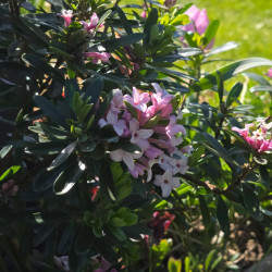 Daphne Pink Eternal Fragrance® 'Blapink' - SILENCE, ça pousse !, Daphné parfumé