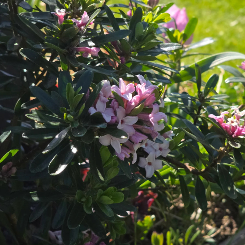 Daphne Pink Eternal Fragrance® 'Blapink' - SILENCE, ça pousse !, Daphné parfumé