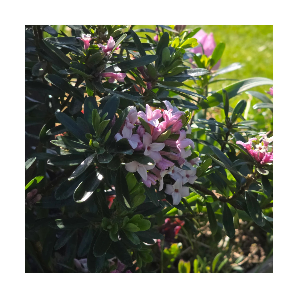 Daphne Pink Eternal Fragrance® 'Blapink' - SILENCE, ça pousse !, Daphné parfumé