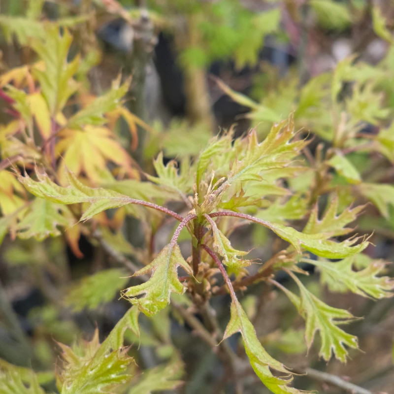 Chêne des marais Isabel, Quercus palustris