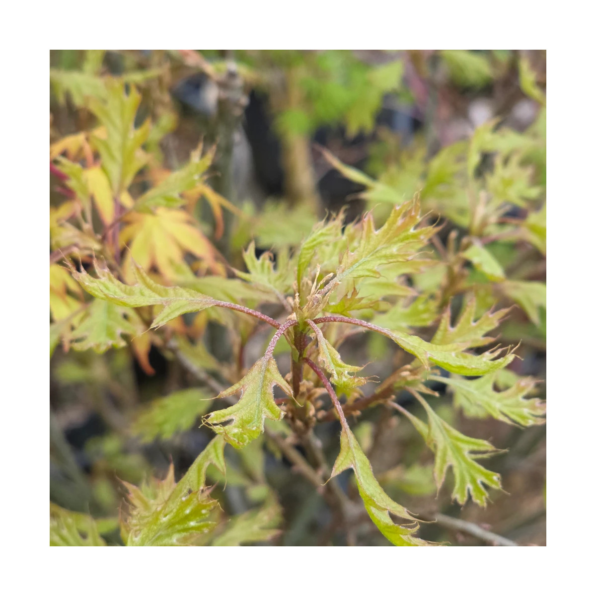 Chêne des marais Isabel, Quercus palustris Chêne des marais Isabel, Quercus palustris