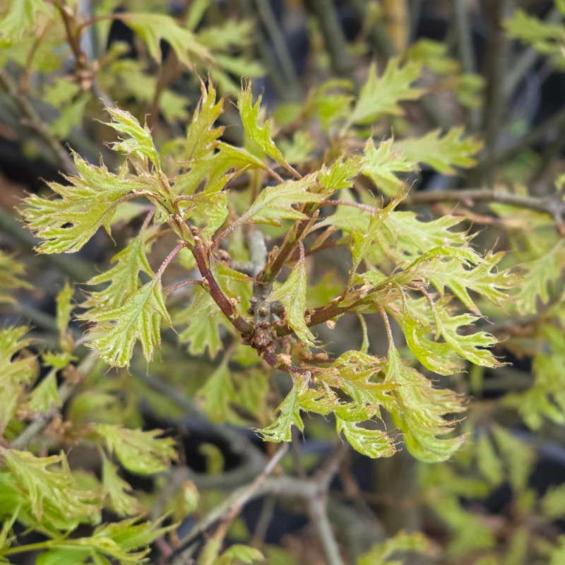 Chêne des marais Isabel, Quercus palustris