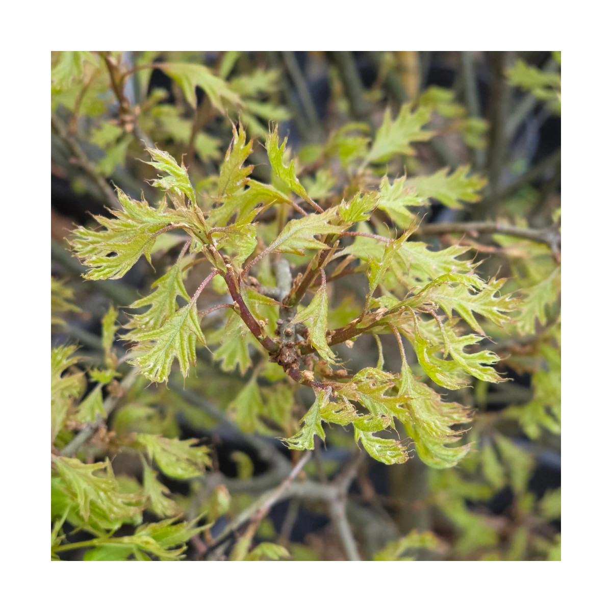 Chêne des marais Isabel, Quercus palustris Chêne des marais Isabel, Quercus palustris