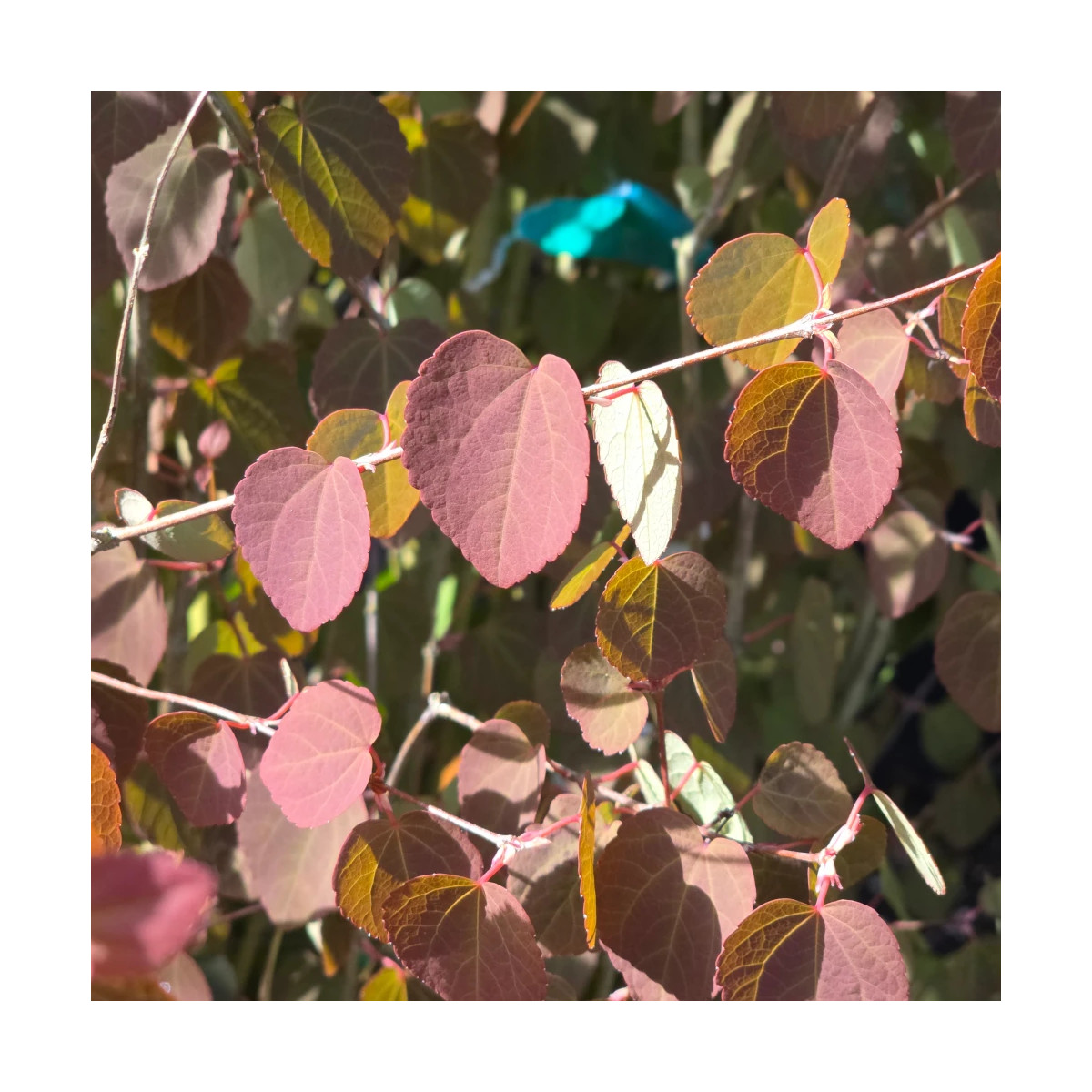 Arbre à caramel - SILENCE, ça pousse !