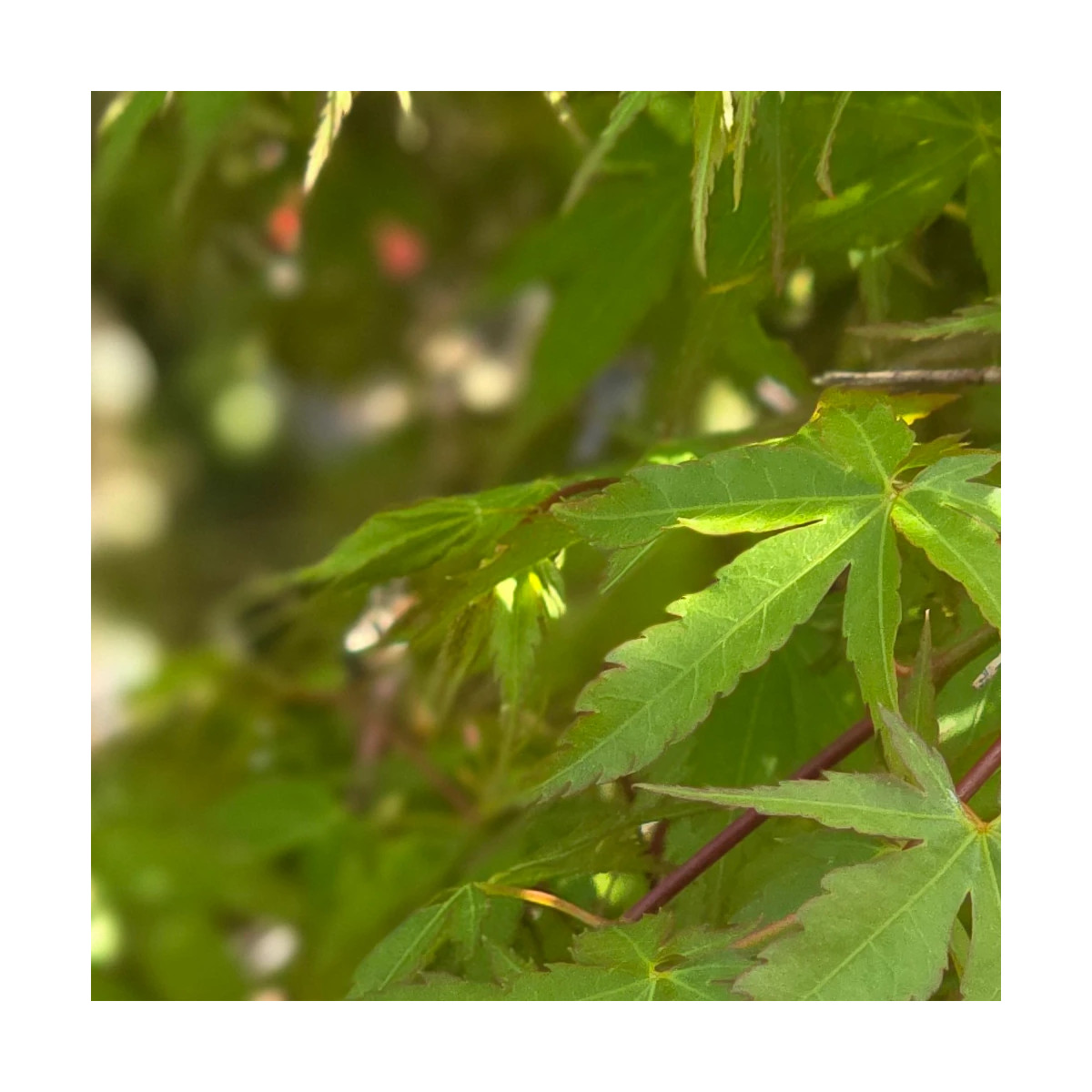 Arbre à caramel - SILENCE, ça pousse !
