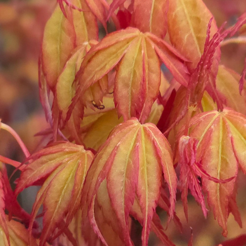 Erable du Japon Katsura - SILENCE, ça pousse !, Acer palmatum