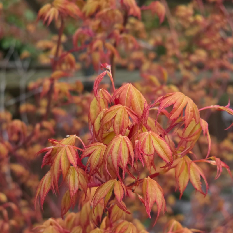 Erable du Japon Katsura - SILENCE, ça pousse !, Acer palmatum