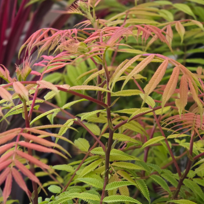 Sorbaire à feuilles de sorbier Pink Hopi® 'COUSORB05', Sorbaria