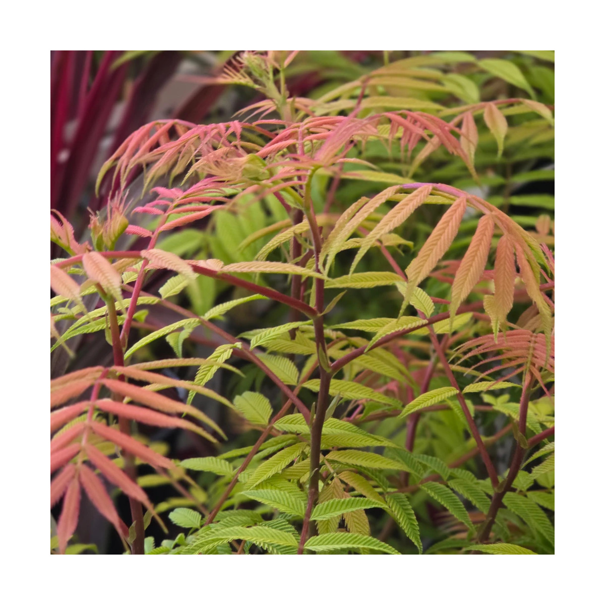 Sorbaire à feuilles de sorbier Pink Hopi® 'COUSORB05', Sorbaria Sorbaire à feuilles de sorbier Pink Hopi® 'COUSORB05', Sorbaria