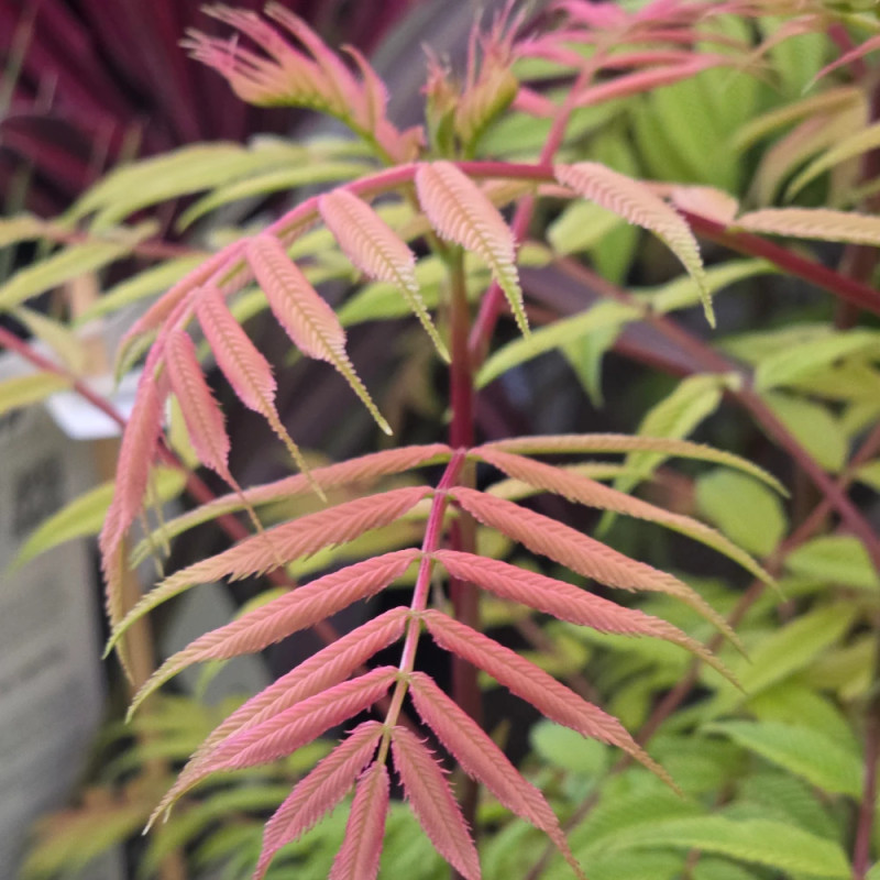 Sorbaire à feuilles de sorbier Pink Hopi® 'COUSORB05', Sorbaria