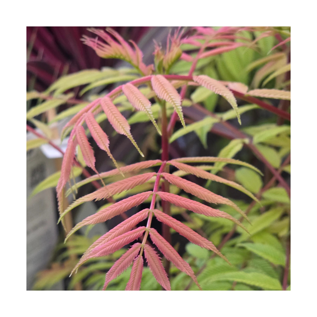 Sorbaire à feuilles de sorbier Pink Hopi® 'COUSORB05', Sorbaria Sorbaire à feuilles de sorbier Pink Hopi® 'COUSORB05', Sorbaria