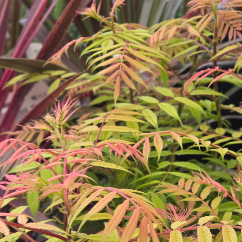 Sorbaire à feuilles de sorbier Pink Hopi® 'COUSORB05', Sorbaria