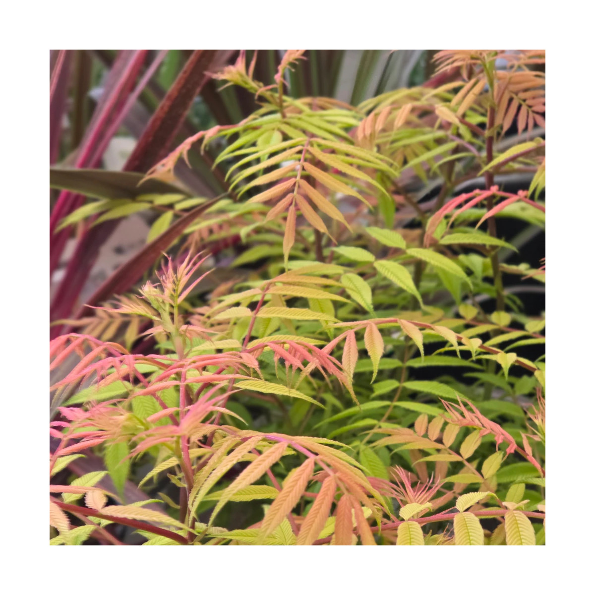 Sorbaire à feuilles de sorbier Pink Hopi® 'COUSORB05', Sorbaria Sorbaire à feuilles de sorbier Pink Hopi® 'COUSORB05', Sorbaria