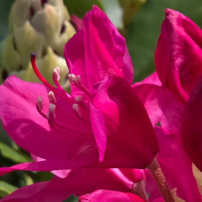 Rhododendron Nova Zembla - SILENCE, ça pousse !