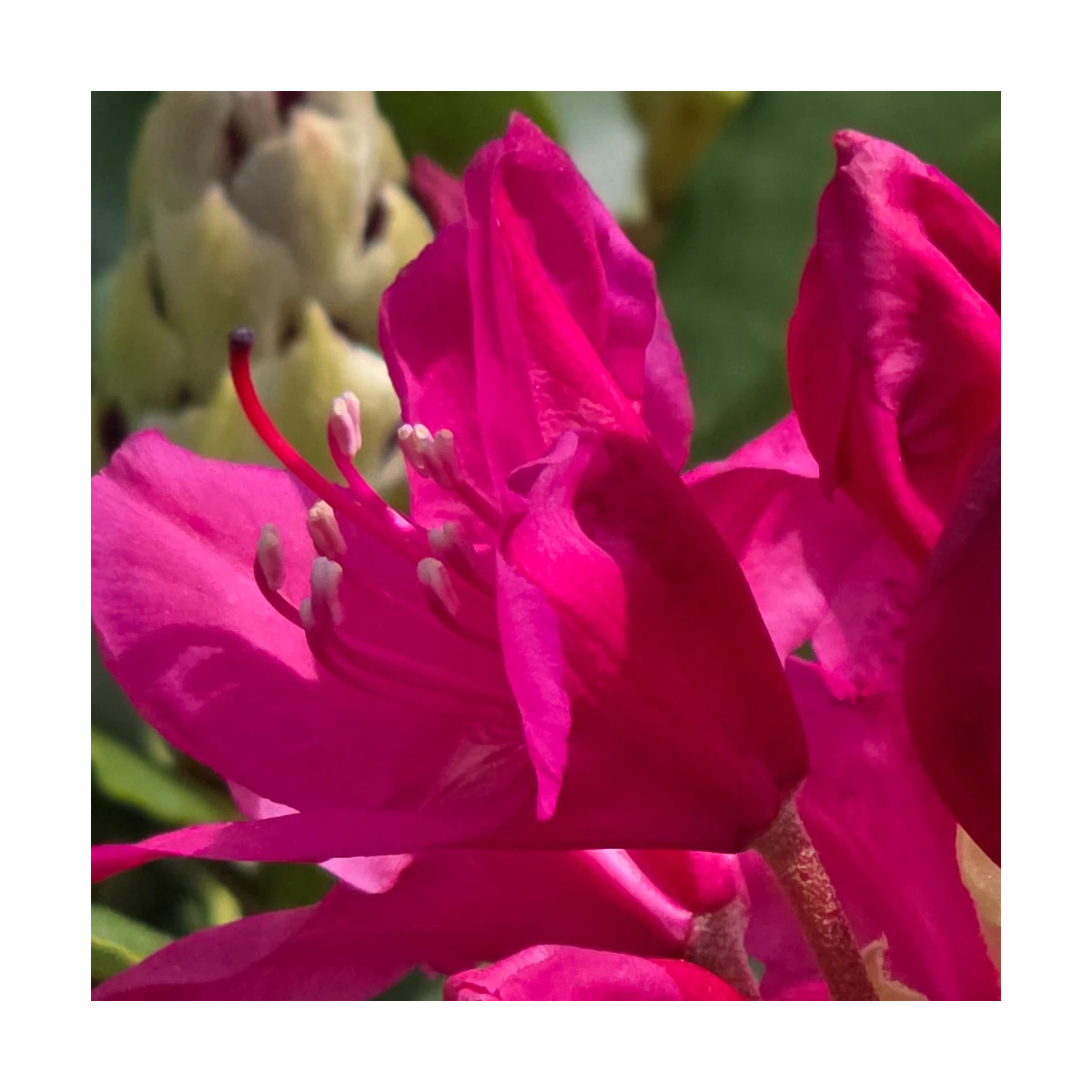 Rhododendron Nova Zembla - SILENCE, ça pousse !