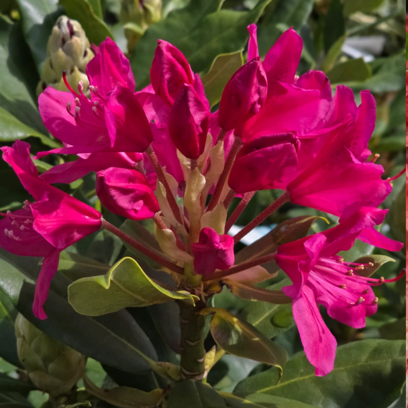 Rhododendron Nova Zembla - SILENCE, ça pousse !