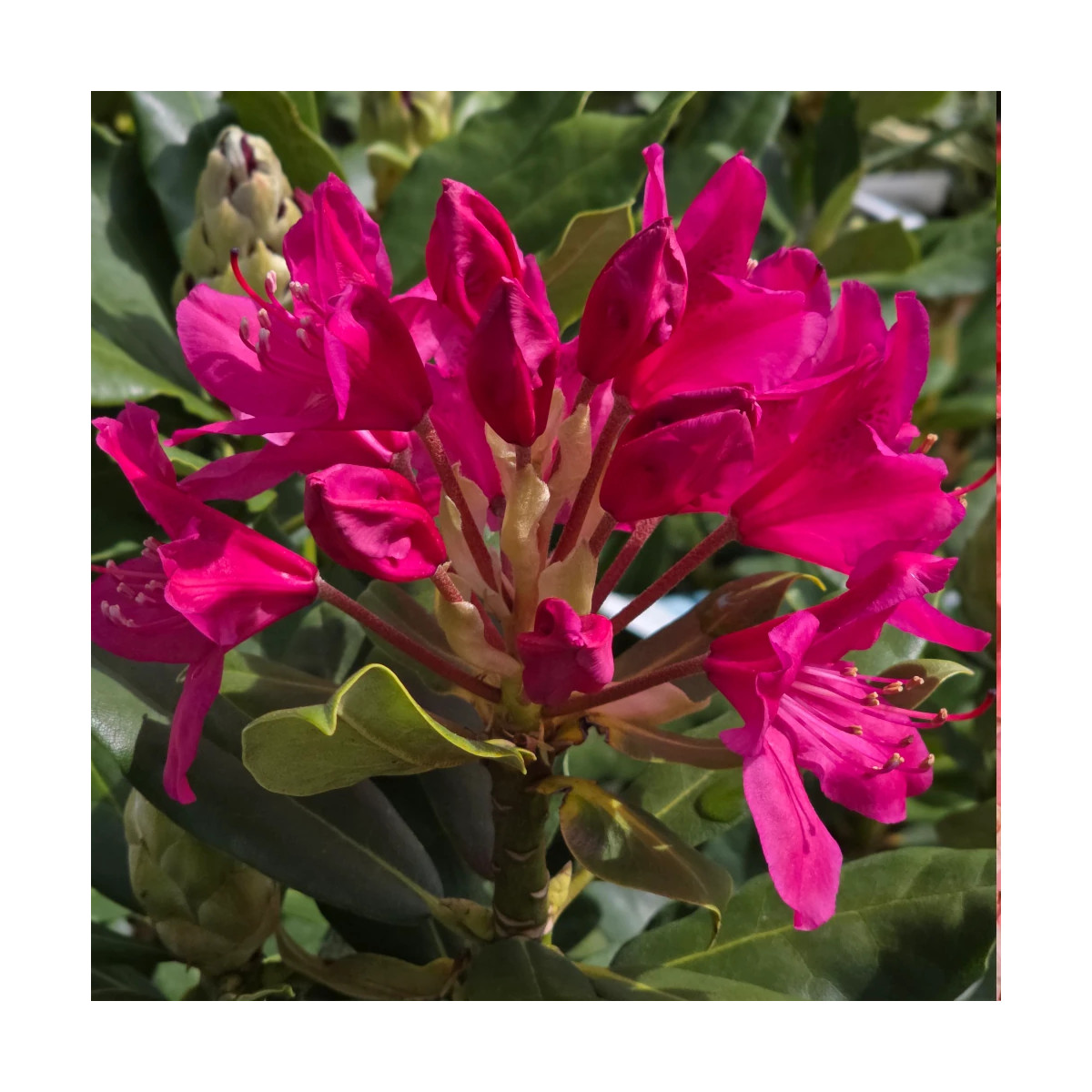 Rhododendron Nova Zembla - SILENCE, ça pousse !