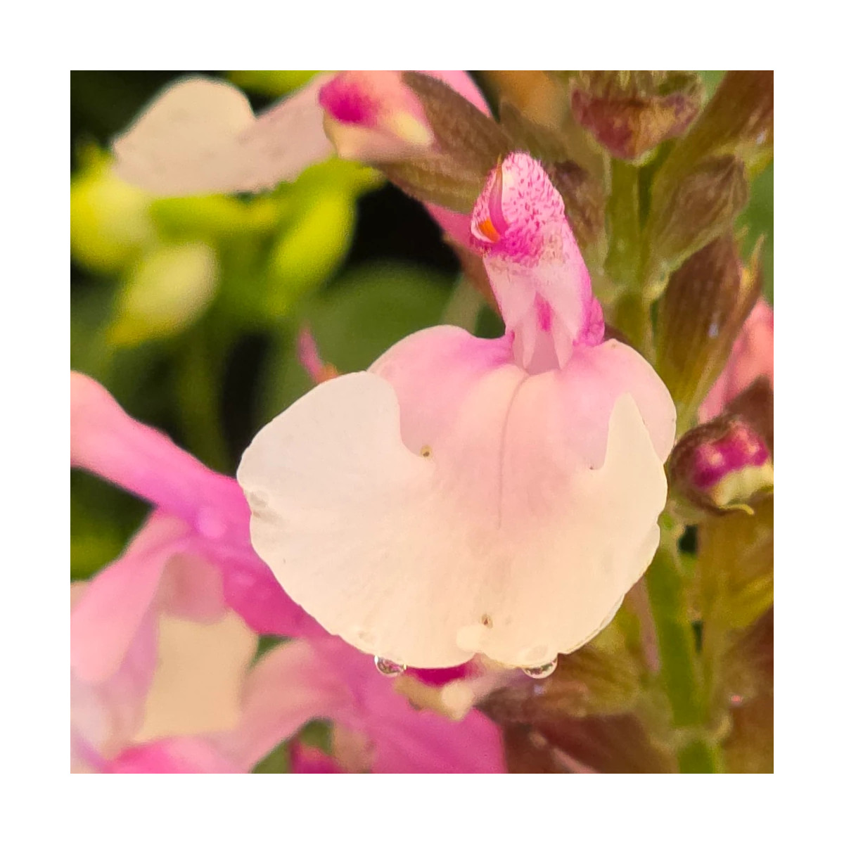 Sauge d'automne Mirage™ Soft Pink