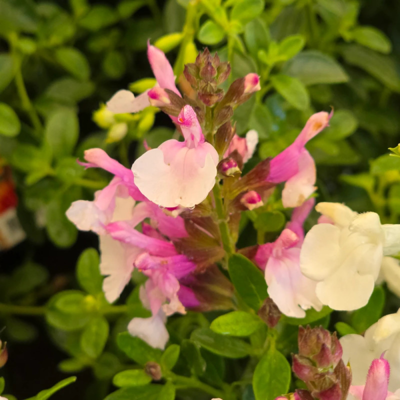 Sauge d'automne Mirage™ Soft Pink
