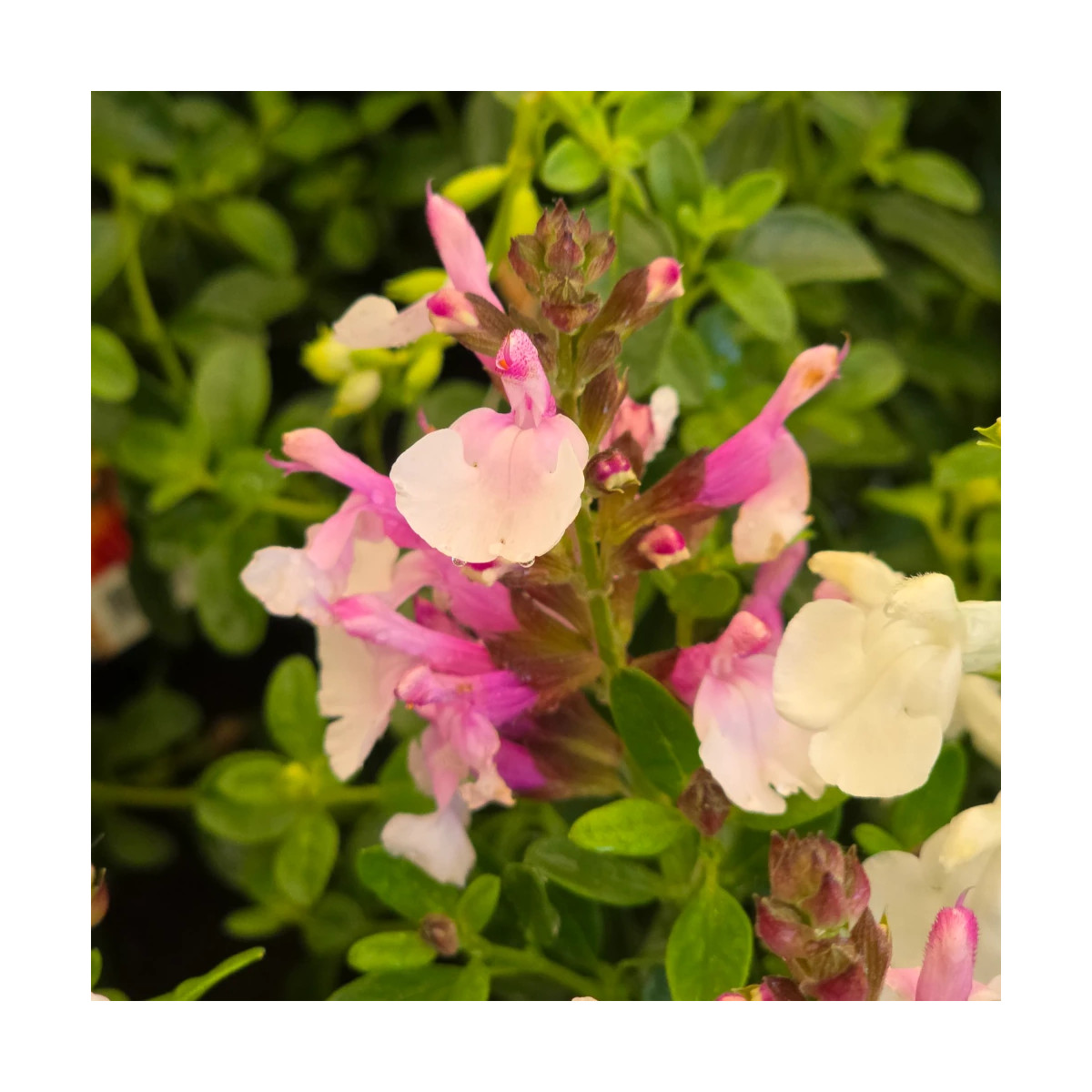 Sauge d'automne Mirage™ Soft Pink