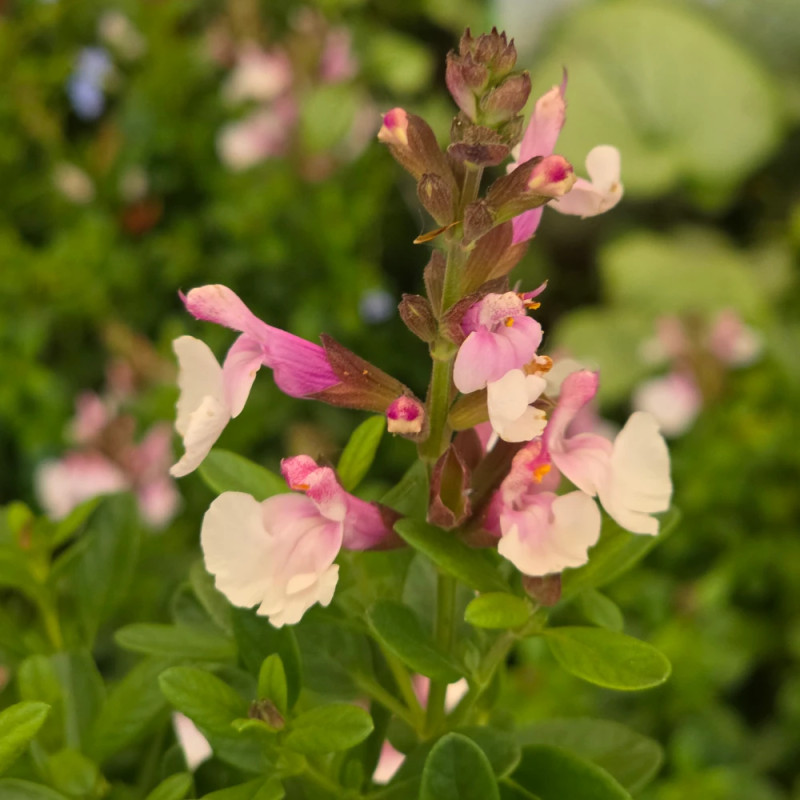 Sauge d'automne Mirage™ Soft Pink
