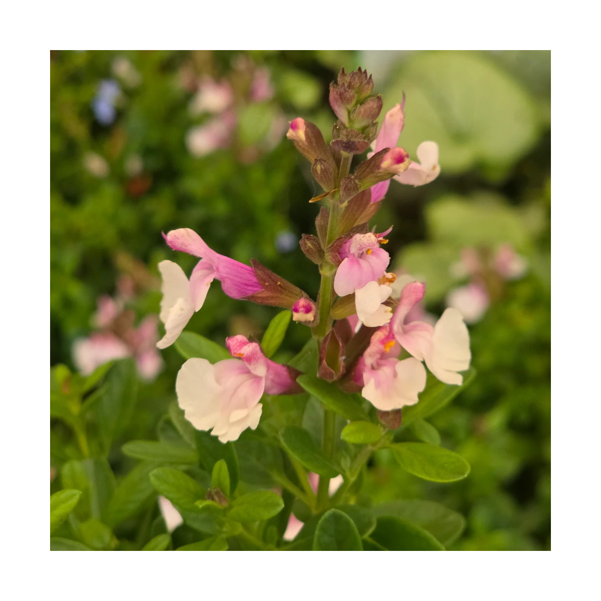 Sauge d'automne Mirage™ Soft Pink