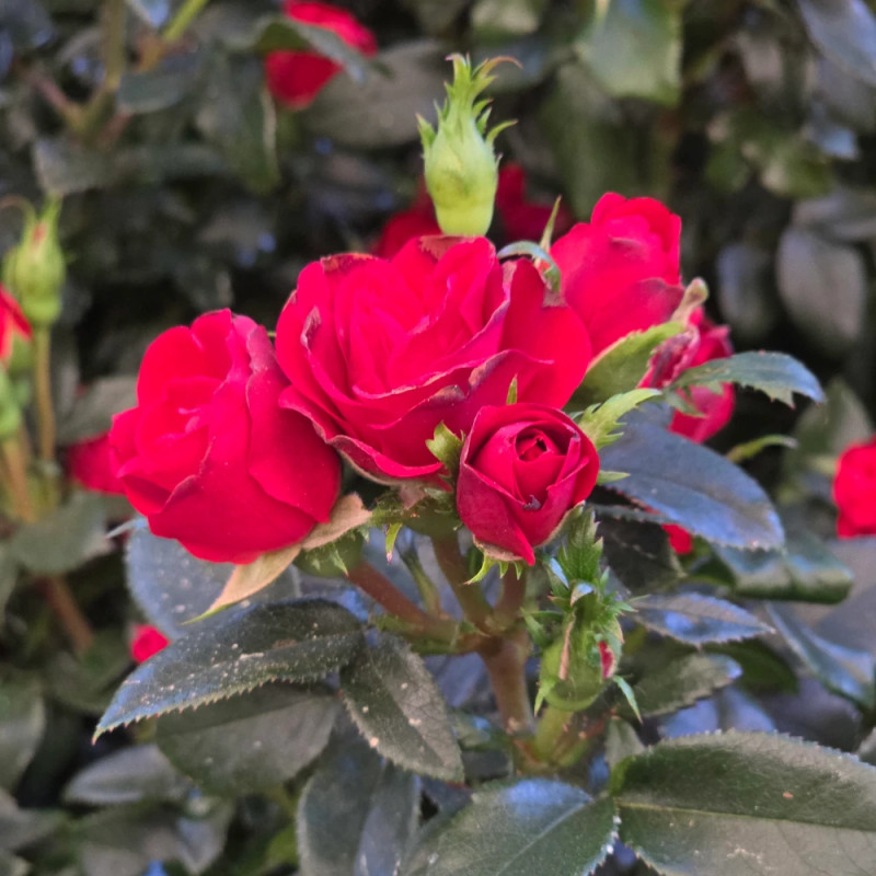 Rosier paysager Zepeti® 'Meibenbino'