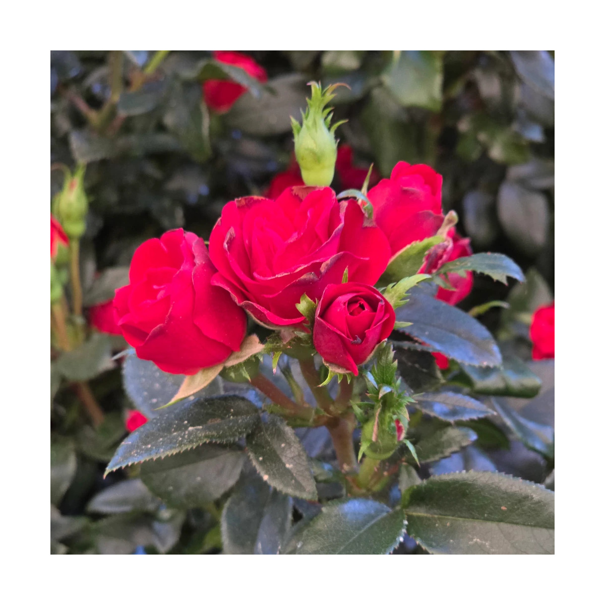Rosier arbustif Zepeti® 'Meibenbino'