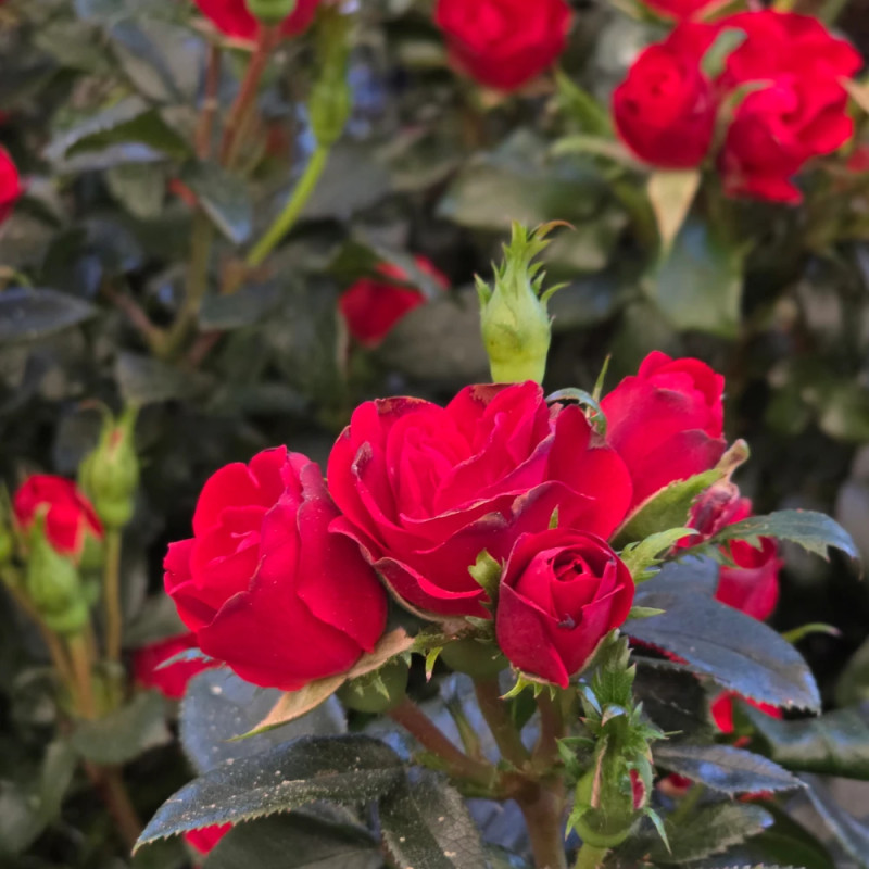 Rosier paysager Zepeti® 'Meibenbino'