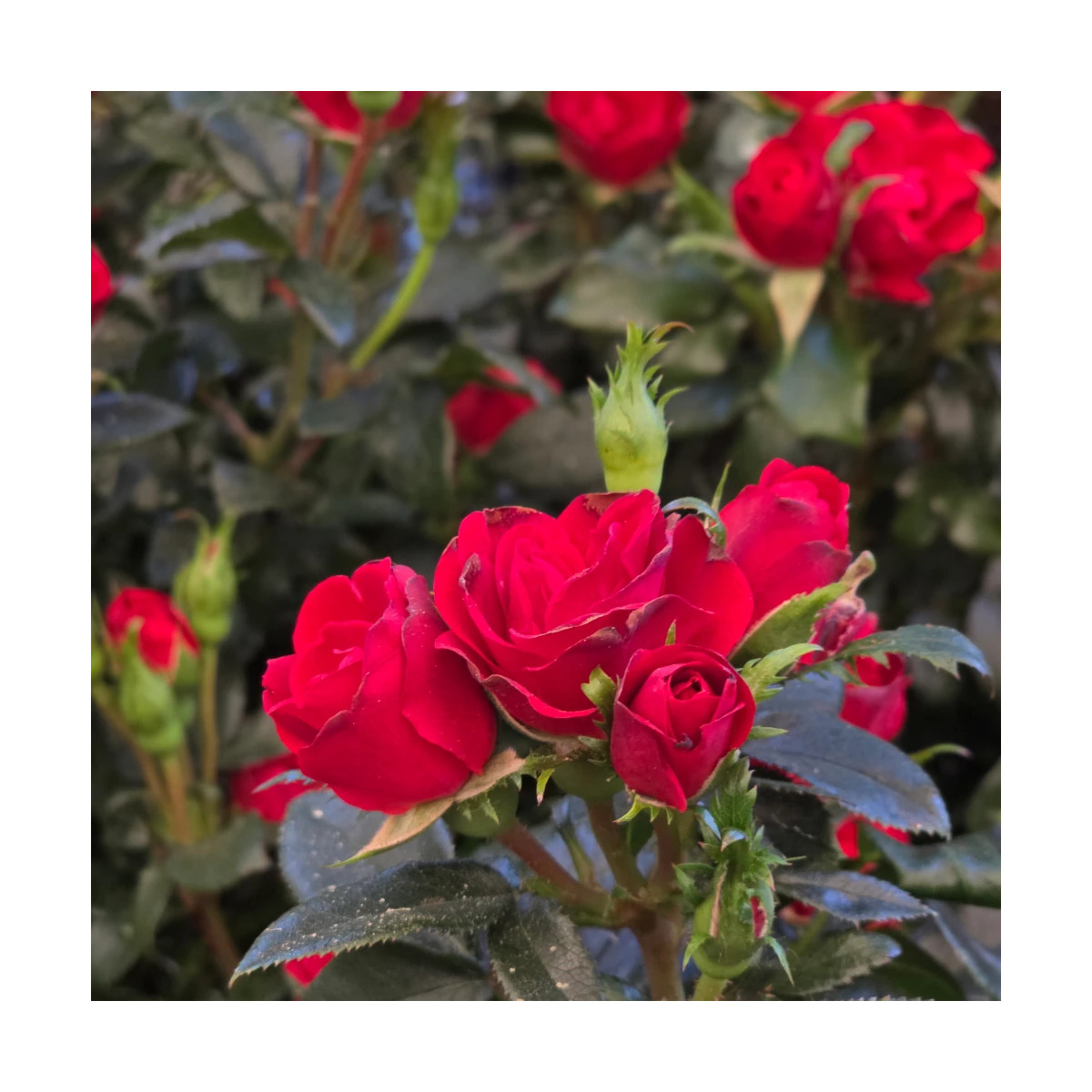 Rosier arbustif Zepeti® 'Meibenbino'