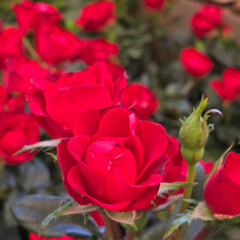 Rosier paysager Zepeti® 'Meibenbino'