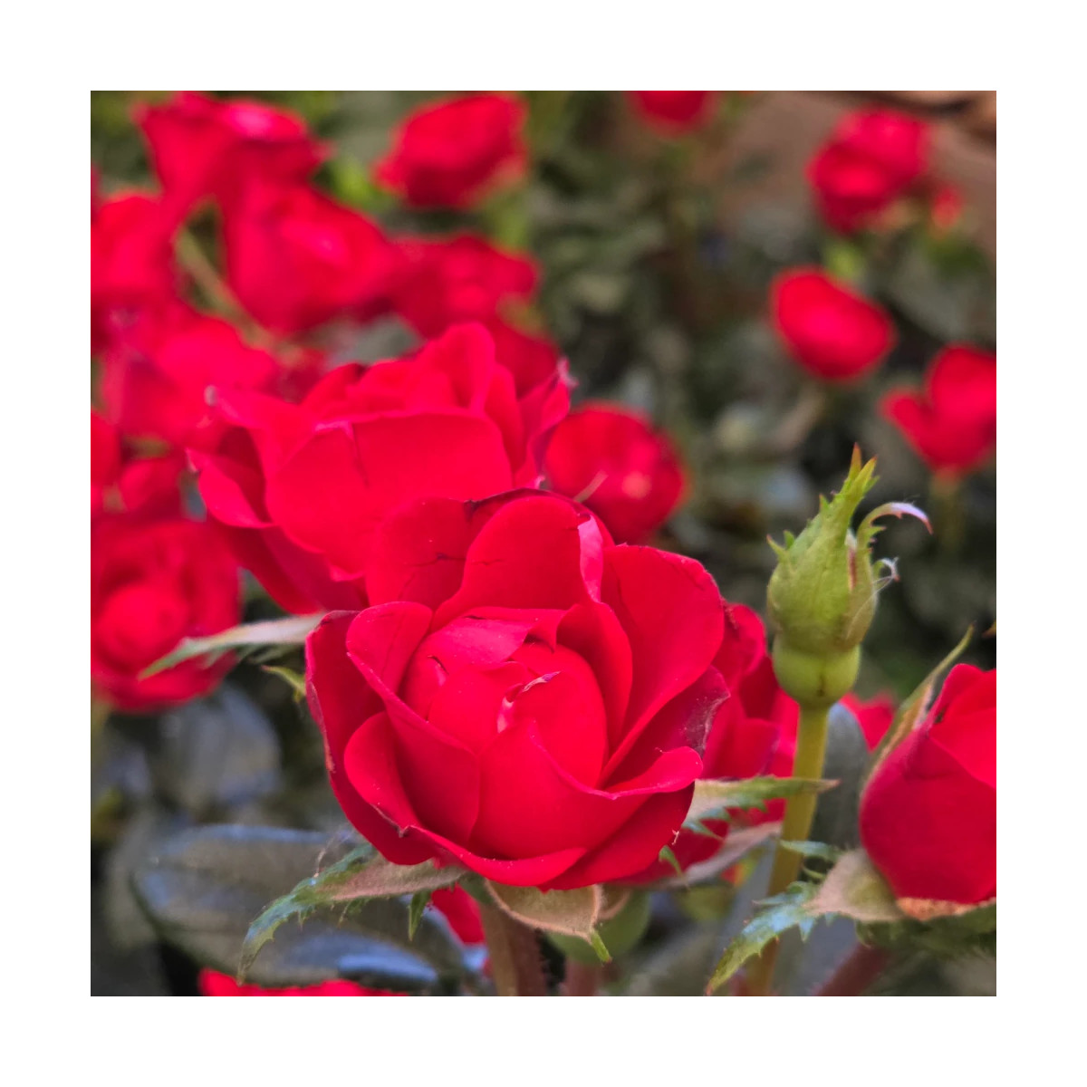 Rosier arbustif Zepeti® 'Meibenbino'