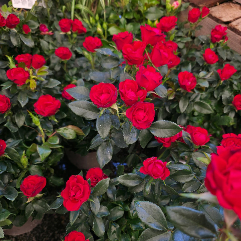 Rosier paysager Zepeti® 'Meibenbino'
